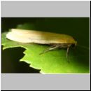 Eilema sororcula - Flechtenbaer 12mm 01a.jpg